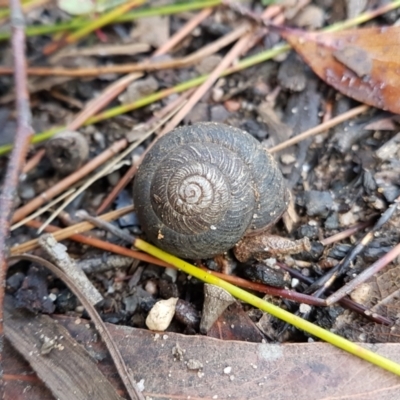 Sauroconcha sheai (Woronora Woodland Snail) at Penrose, NSW - 8 Jan 2024 by Aussiegall