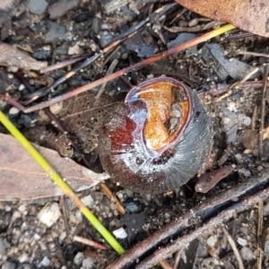 Sauroconcha sheai at Wingecarribee Local Government Area - suppressed