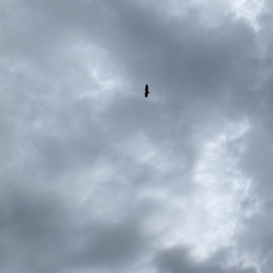 Nycticorax caledonicus at Coombs, ACT - 14 Jan 2024 10:42 AM