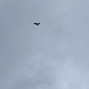 Nycticorax caledonicus at Coombs, ACT - 14 Jan 2024 10:42 AM