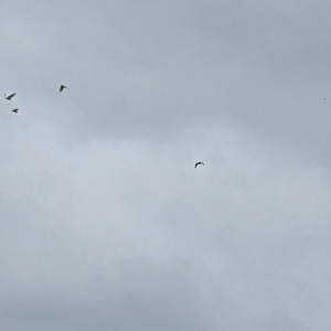 Nycticorax caledonicus at Coombs, ACT - 14 Jan 2024 10:42 AM