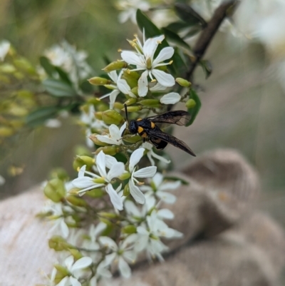 Pterygophorus cinctus (Bottlebrush sawfly) at Holder Wetlands - 13 Jan 2024 by Miranda