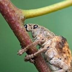 Gonipterus scutellatus (Eucalyptus snout beetle, gum tree weevil) at Holder, ACT - 16 Jan 2024 by Miranda