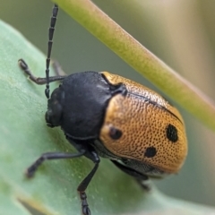 Cadmus (Cadmus) litigiosus at Holder, ACT - 16 Jan 2024 07:29 PM