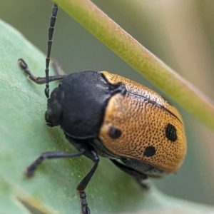 Cadmus (Cadmus) litigiosus at Holder, ACT - 16 Jan 2024 07:29 PM