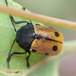 Cadmus (Cadmus) litigiosus at Holder, ACT - 16 Jan 2024 07:29 PM