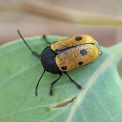 Cadmus (Cadmus) litigiosus at Holder, ACT - 16 Jan 2024 07:29 PM