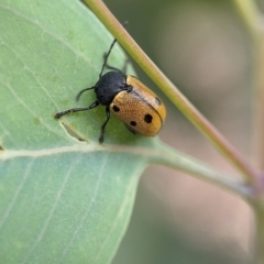 Cadmus (Cadmus) litigiosus at Holder, ACT - 16 Jan 2024 07:29 PM