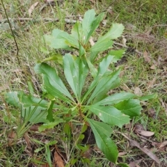 Telopea speciosissima (NSW Waratah) at Mittagong, NSW - 5 Jan 2024 by Aussiegall