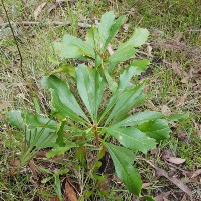 Telopea speciosissima (NSW Waratah) at Mittagong - 5 Jan 2024 by Aussiegall