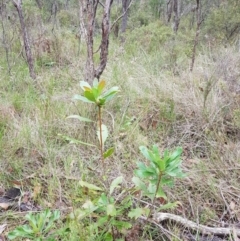 Telopea speciosissima at Wingecarribee Local Government Area - 5 Jan 2024