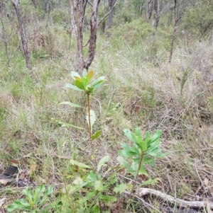 Telopea speciosissima at Wingecarribee Local Government Area - 5 Jan 2024