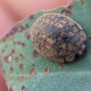 Trachymela sp. (genus) at Holder Wetlands - 16 Jan 2024