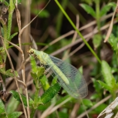 Mallada sp. (genus) (Green lacewing) at Denman Prospect, ACT - 16 Jan 2024 by Roger