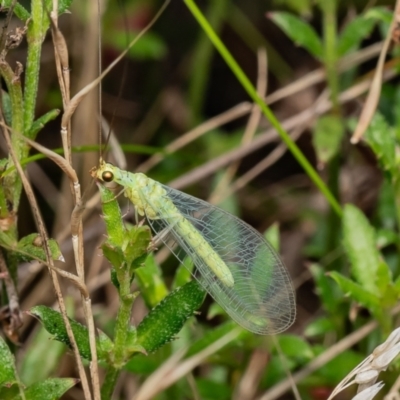 Mallada sp. (genus) (Green lacewing) at Bluetts Block Area - 16 Jan 2024 by Roger