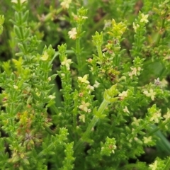 Galium gaudichaudii subsp. gaudichaudii (Rough Bedstraw) at Whitlam, ACT - 16 Jan 2024 by sangio7