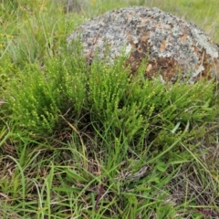 Galium gaudichaudii subsp. gaudichaudii at The Pinnacle - 16 Jan 2024 12:31 PM