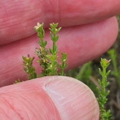 Galium gaudichaudii subsp. gaudichaudii at The Pinnacle - 16 Jan 2024