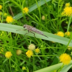 Cerdistus sp. (genus) (Yellow Slender Robber Fly) at North Mitchell Grassland  (NMG) - 15 Jan 2024 by HappyWanderer