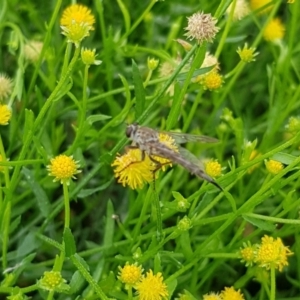 Cerdistus sp. (genus) at North Mitchell Grassland  (NMG) - 16 Jan 2024