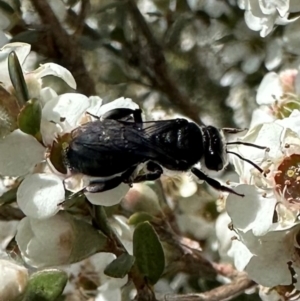 Leioproctus sp. (genus) at Namadgi National Park - 7 Jan 2024