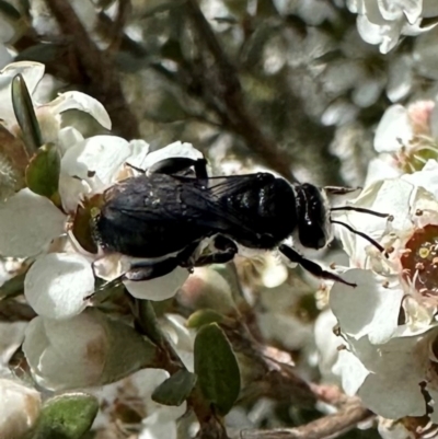 Leioproctus sp. (genus) (Plaster bee) at Namadgi National Park - 7 Jan 2024 by Pirom