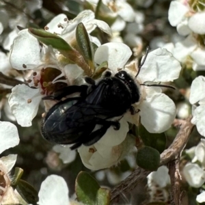 Leioproctus sp. (genus) at Namadgi National Park - 7 Jan 2024