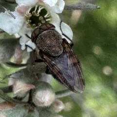 Stomorhina sp. (genus) (Snout fly) at Namadgi National Park - 7 Jan 2024 by Pirom