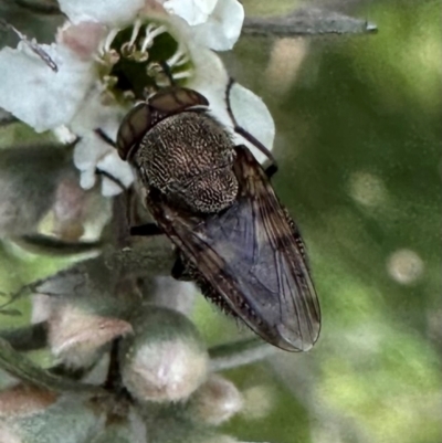 Stomorhina sp. (genus) (Snout fly) at Rendezvous Creek, ACT - 7 Jan 2024 by Pirom