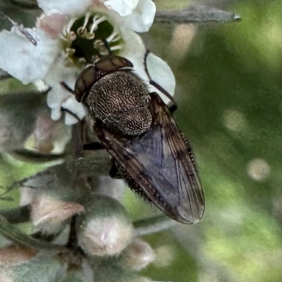 Stomorhina sp. (genus) (Snout fly) at Namadgi National Park - 7 Jan 2024 by Pirom