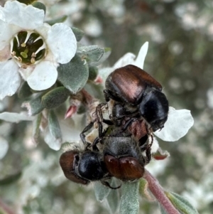 Liparetrus sp. (genus) at Namadgi National Park - 7 Jan 2024