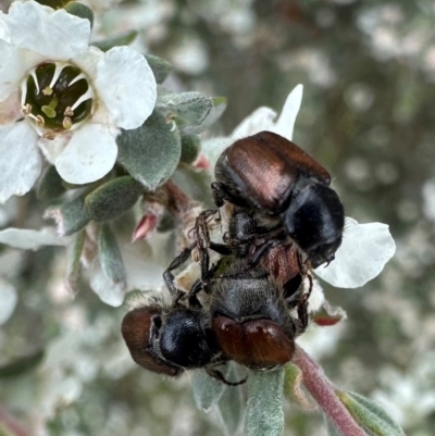 Liparetrus sp. (genus) (Chafer beetle) at Namadgi National Park - 7 Jan 2024 by Pirom