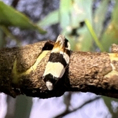 Zonopetala decisana (Wingia Group) at Corroboree Park - 12 Jan 2024 by Pirom