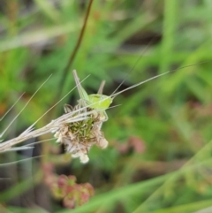 Conocephalus semivittatus (Meadow katydid) at Mulanggari NR (MUL_11) - 16 Jan 2024 by HappyWanderer