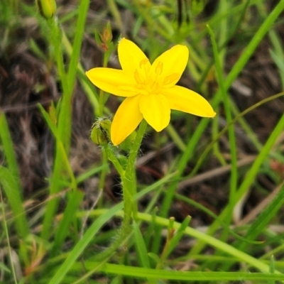 Hypoxis hygrometrica var. villosisepala (Golden Weather-grass) at Belconnen, ACT - 16 Jan 2024 by sangio7