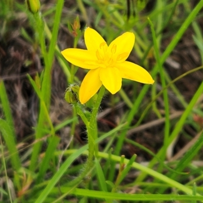 Hypoxis hygrometrica var. villosisepala (Golden Weather-grass) at The Pinnacle - 16 Jan 2024 by sangio7