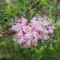 Melaleuca thymifolia (Thyme Honey-myrtle) at Mundamia, NSW - 16 Jan 2024 by RobG1