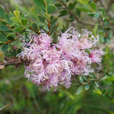 Melaleuca thymifolia (Thyme Honey-myrtle) at Mundamia, NSW - 16 Jan 2024 by RobG1
