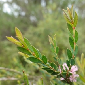 Melaleuca thymifolia at Mundamia, NSW - 16 Jan 2024 12:54 PM