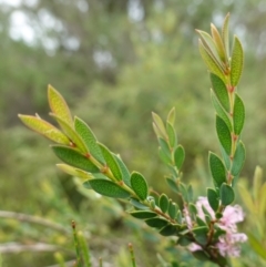 Melaleuca thymifolia at Mundamia, NSW - 16 Jan 2024