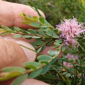 Melaleuca thymifolia at Mundamia, NSW - 16 Jan 2024 12:54 PM