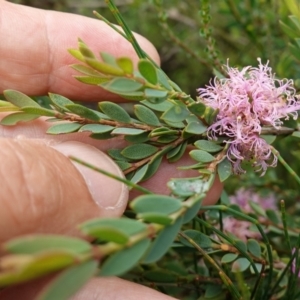 Melaleuca thymifolia at Mundamia, NSW - 16 Jan 2024