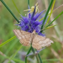 Scopula rubraria (Reddish Wave, Plantain Moth) at Gungahlin, ACT - 16 Jan 2024 by HappyWanderer