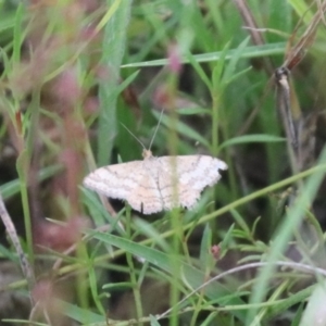 Scopula rubraria at Undefined Area - 16 Jan 2024 05:23 PM