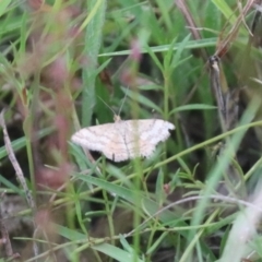 Scopula rubraria at Mulanggari NR (MUL_11) - 16 Jan 2024