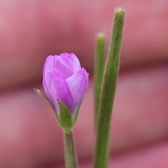 Epilobium billardiereanum subsp. cinereum (Variable Willow-herb) at The Pinnacle - 16 Jan 2024 by sangio7