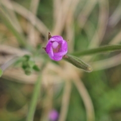 Epilobium billardiereanum subsp. cinereum at The Pinnacle - 16 Jan 2024