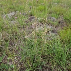 Epilobium billardiereanum subsp. cinereum at The Pinnacle - 16 Jan 2024