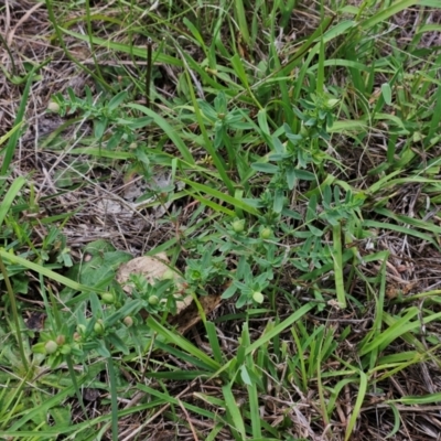 Hypericum perforatum (St John's Wort) at Whitlam, ACT - 16 Jan 2024 by sangio7