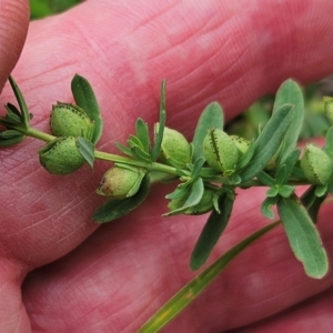 Hypericum perforatum at The Pinnacle - 16 Jan 2024